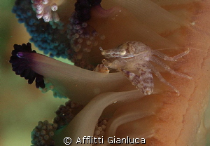little crab by Afflitti Gianluca 